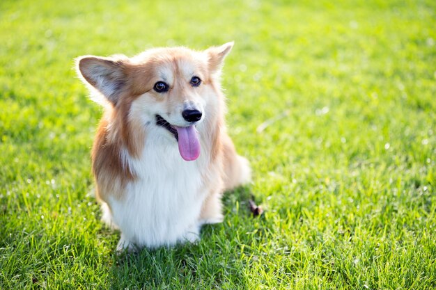 Portrait duveteux Corgi