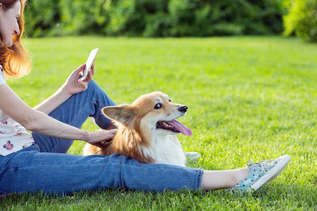 Portrait duveteux Corgi