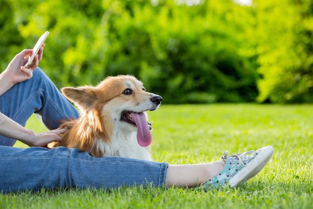 Portrait duveteux Corgi