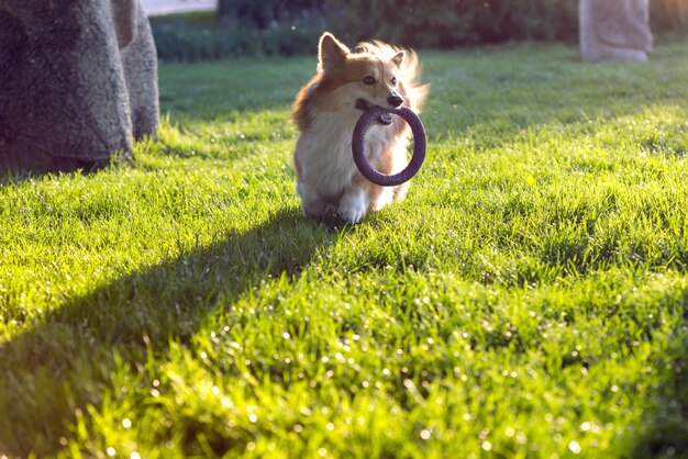 Portrait duveteux Corgi