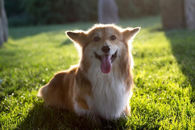 Portrait duveteux Corgi