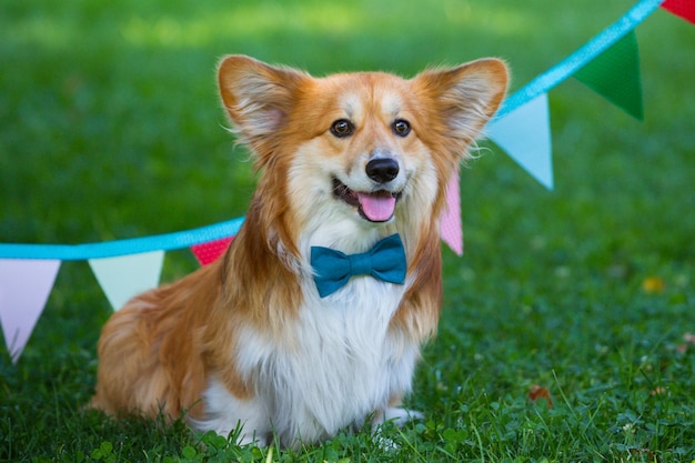 Portrait duveteux Corgi