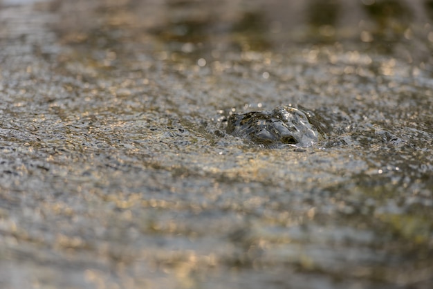 Portrait d'eau bouillonnante dans la nature au bord du lac à l'extérieur