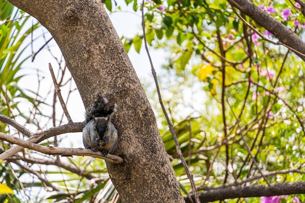 Portrait d'écureuil gris Sciurus griseus assis sur une branche