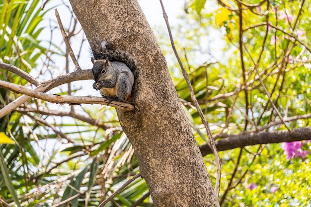 Portrait d'écureuil gris Sciurus griseus assis sur une branche