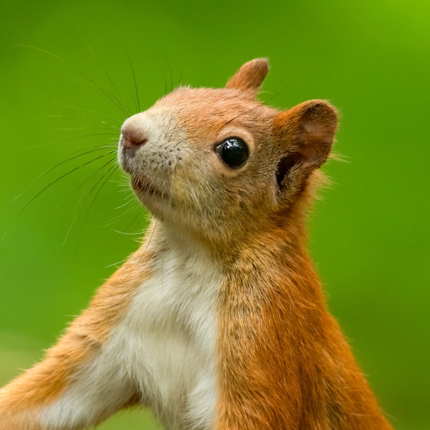 Photo portrait d'un écureuil roux dans la forêt