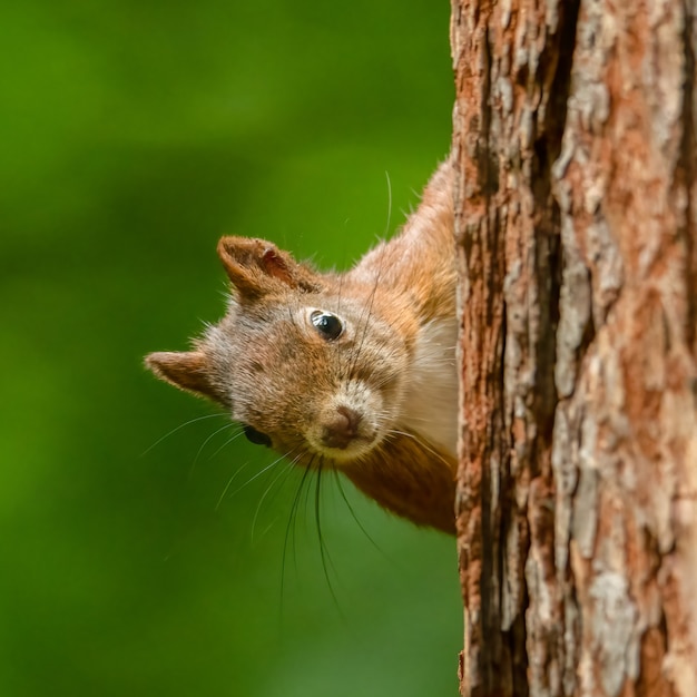 Portrait d'un écureuil roux dans la forêt