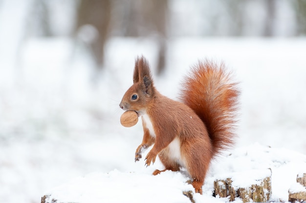 Portrait d'écureuils se bouchent sur un fond de neige blanche