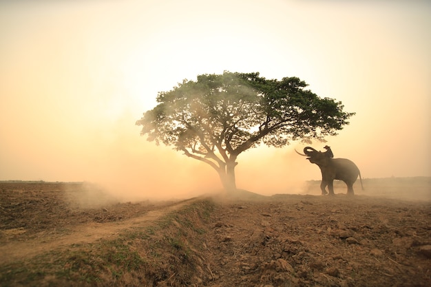 Portrait d'éléphant et de cornac dans la forêt contre le lever du soleil.