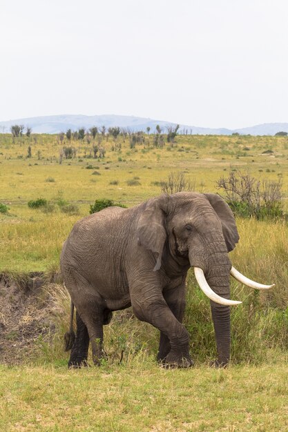 Portrait d'un éléphant dans un buisson dans la nature