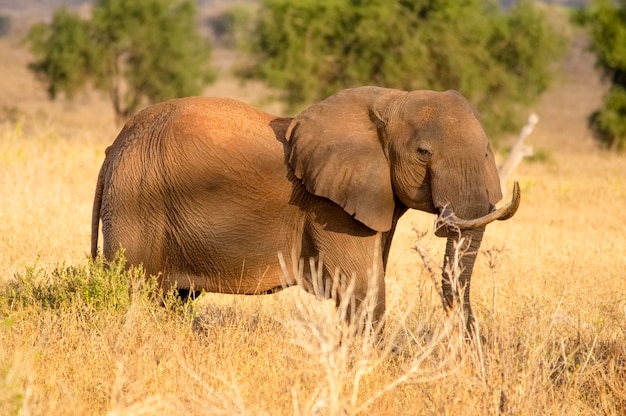 Portrait d'éléphant Safari en Afrique Tsavo West National Park Kenya