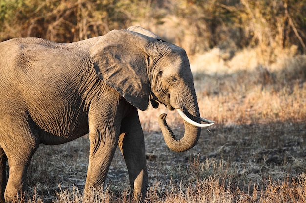 Portrait d&#39;éléphant