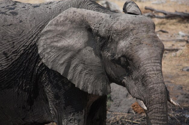 Portrait d'un éléphant