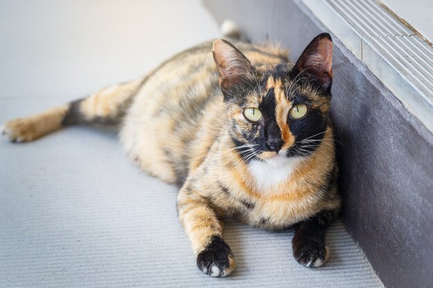 Portrait Enceinte Chat Allongé