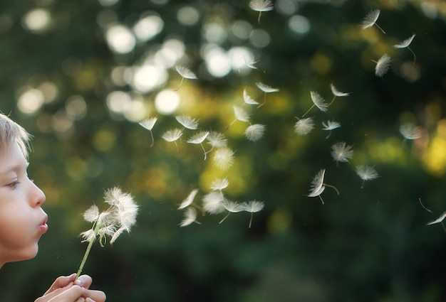 Portrait enfant à l&#39;extérieur dans la nature souffle un pissenlit au soir d&#39;été ensoleillé.