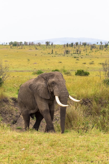 Portrait d'un énorme éléphant dans la brousse