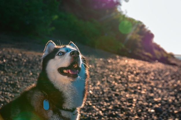 Portrait ensoleillé d'un beau chien husky sibérien joyeux Le chien lève les yeux