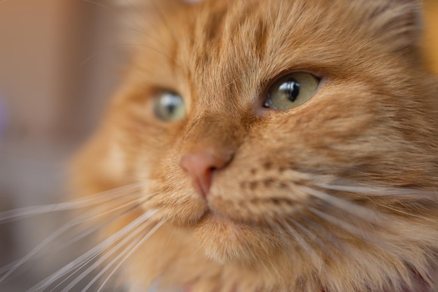Portrait ensoleillé d'un mignon chat Maine coon au gingembre rouge sur le balcon en été ensoleillé.