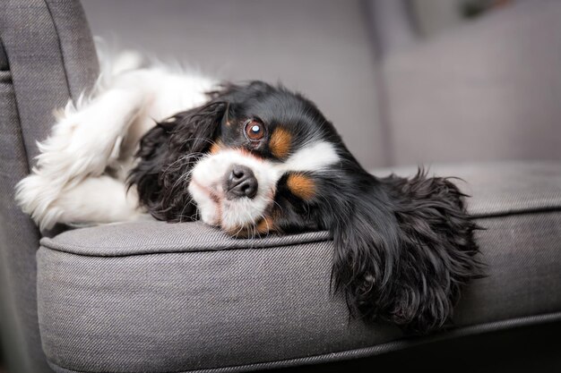 Portrait d'épagneul cavalier mignon