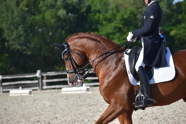 Portrait d'un étalon de dressage alezan avec un cavalier