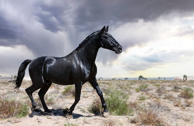 portrait d'un étalon noir dans la nature