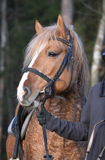 Portrait d'un étalon de la race de cheval harnais biélorusse