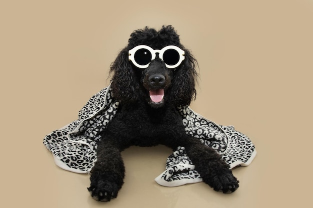 Portrait d'été chien caniche noir portant une serviette façon léopard et des lunettes de soleil isolé sur fond beige