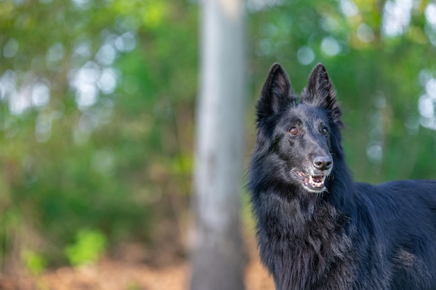 Portrait d'été de chien Groenendael noir sur fond vert. Agilité de travail berger belge