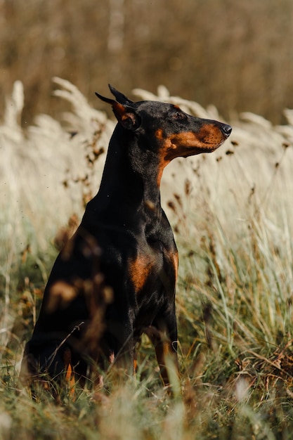 Portrait étroit d'un beau noir avec la race brune de chien Doberman dans le domaine