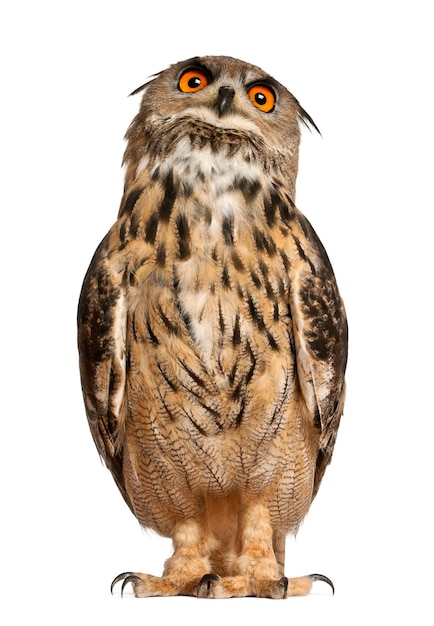 Portrait d'Eurasian EagleOwl Bubo bubo une espèce de hibou grand-duc debout devant un fond blanc