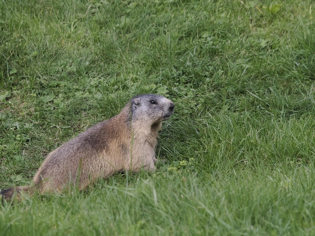 Portrait extérieur de nid de marmotte de marmotte