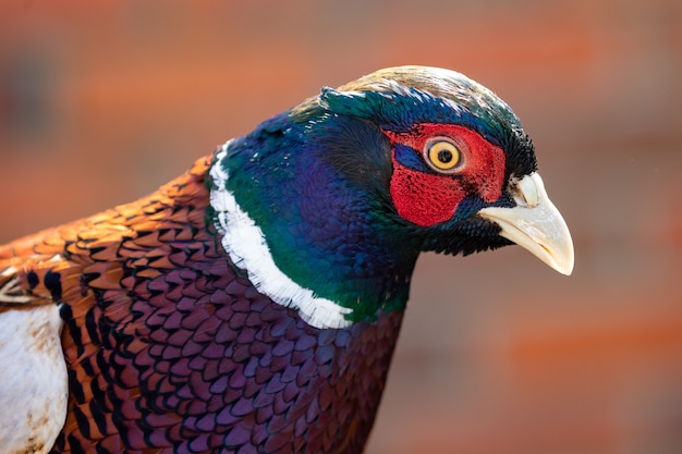 Portrait de faisan au plumage coloré