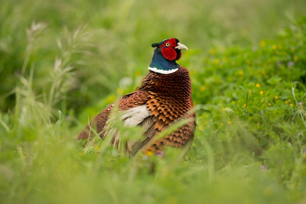 Portrait d'un faisan