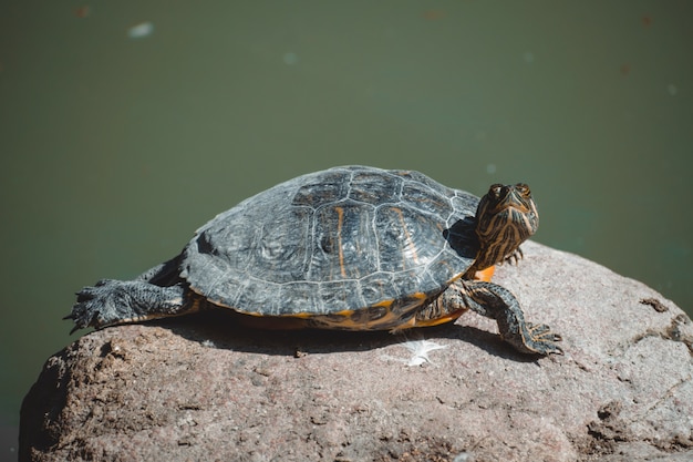 Un portrait fantastique d'une jolie tortue