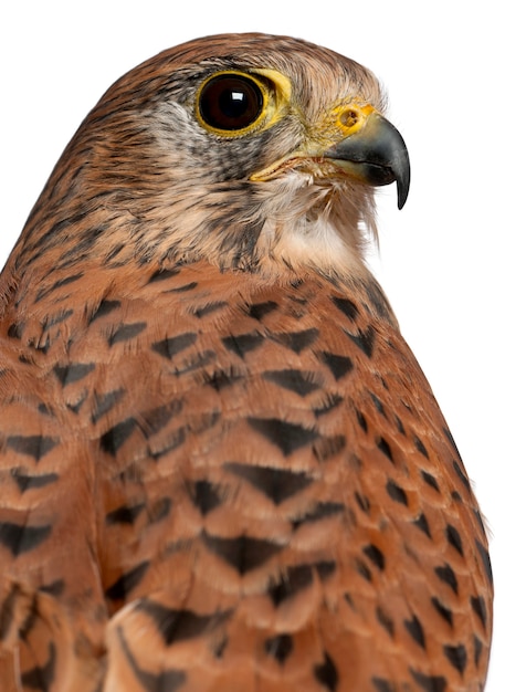 Portrait de Faucon crécerelle, Falco tinnunculus, un oiseau de proie devant une surface blanche