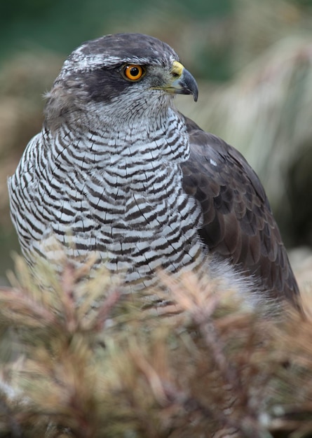 Portrait d'un faucon majestueux