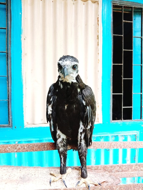 Photo portrait d'un faucon perché à l'extérieur