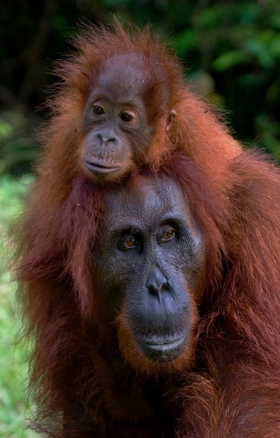Portrait d'une femelle orang-outan avec un bébé à l'état sauvage. Indonésie. L'île de Kalimantan (Bornéo).