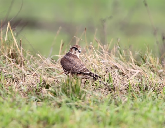 Le portrait féminin de Merlin (Falco columbarius).