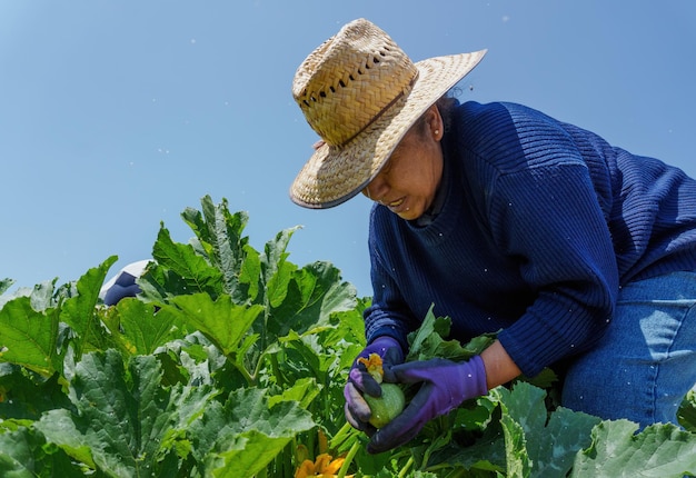 Portrait d'une femme latine récoltant des courgettes au mexique