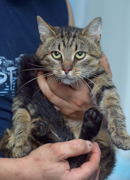 Portrait d'une femme tenant un chat