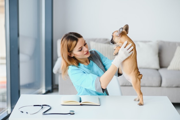 Portrait de femme vétérinaire confiant examinant le chien à l'hôpital