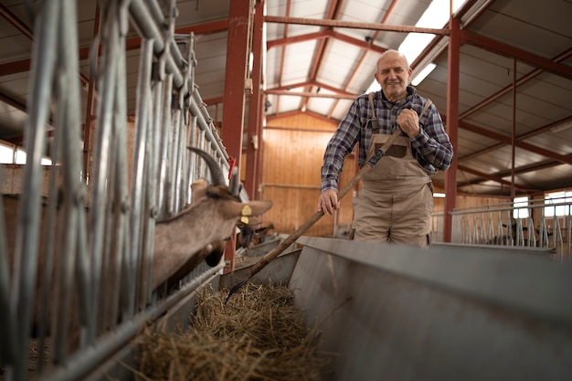 Portrait de fermier souriant ou éleveur debout dans la ferme et nourrir les animaux