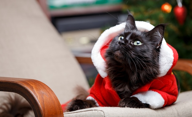Portrait de fête de chat noir en costume de père Noël sur fauteuil avec arbre de Noël