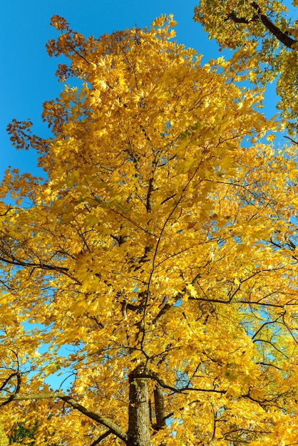 Portrait de feuilles jaunes vibrantes d'érable au parc pendant la saison d'automne