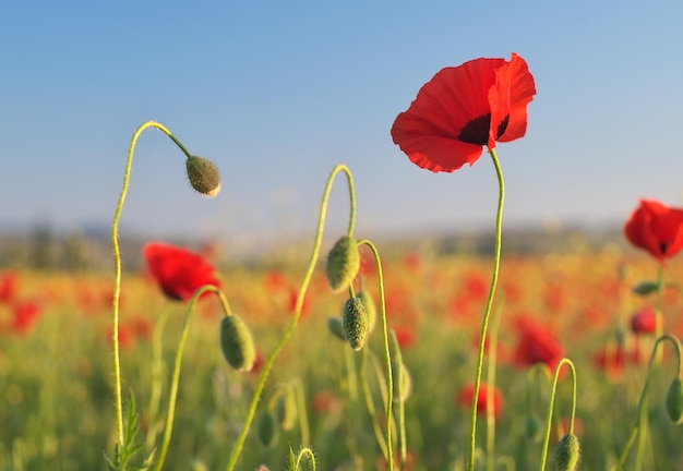 Portrait de fleur de pavot rouge dans le pré