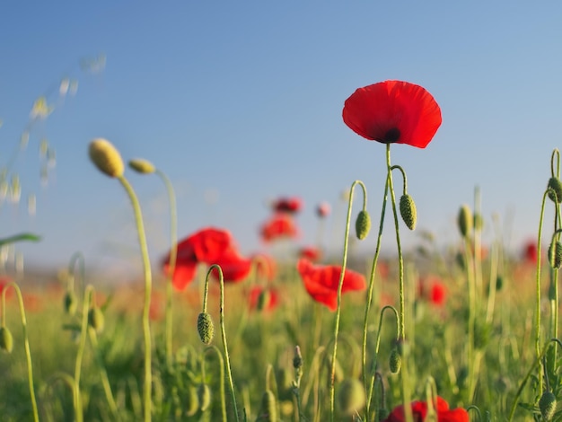 Portrait de fleur de pavot rouge dans le pré