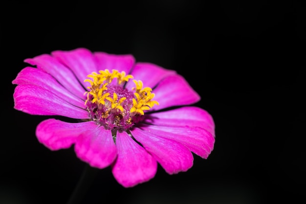 un portrait de fleur de zinnia