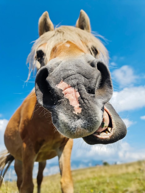 Portrait fou de cheval qui rit