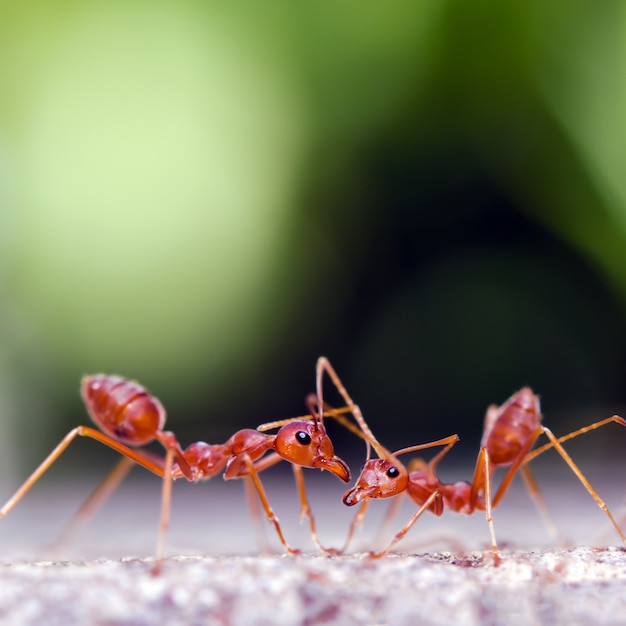 Portrait des fourmis avec fond de bokeh